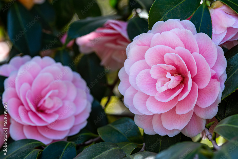 Fototapeta premium Camellia japonica 'Shunshoko’ flower in the garden.