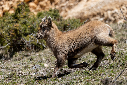 Young Alpine ibex in the South Vercors  France