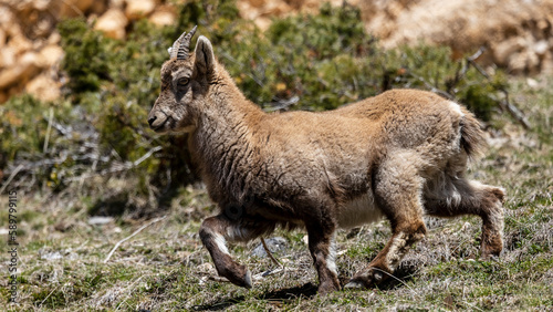 Young Alpine ibex in the South Vercors  France