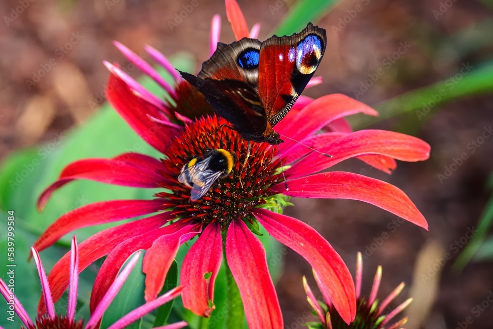 Beautiful summer flower scenery. Close up of a butterfly and bee on a red flower. Photo in shallow depth of field.