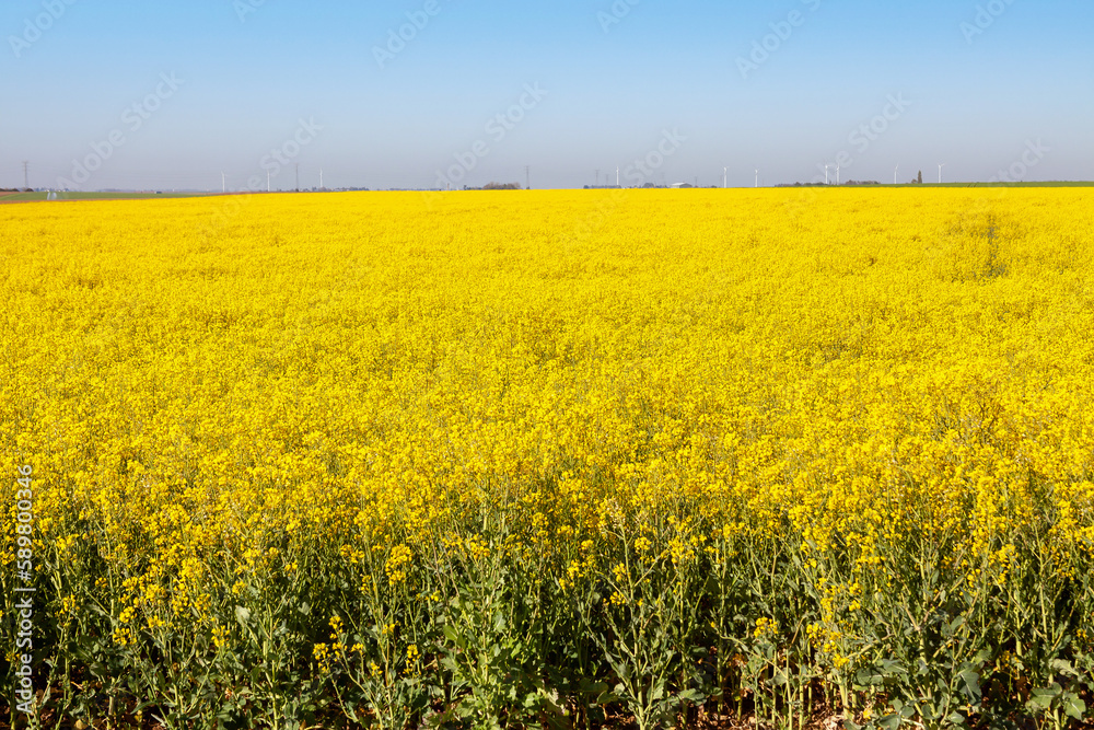 Champ de colza en floraison au printemps dans des plaines céréalières