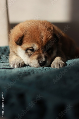 beautiful red shiba inu puppy. little cute dog sleeping, dog, animal, pet, puppy, cute, portrait, canine, white, isolated, brown, domestic, mammal, breed, animals, young, pets, tongue, 