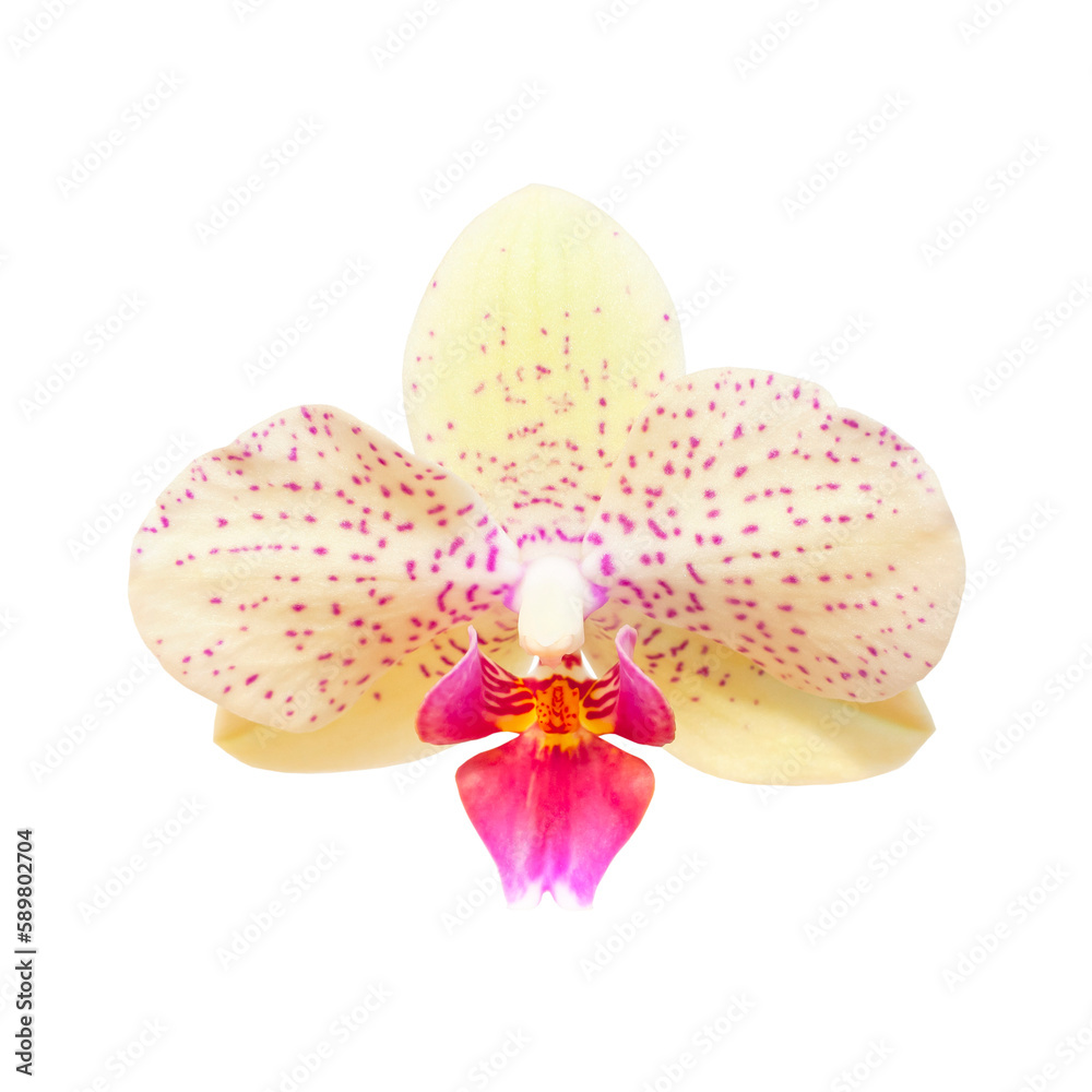Fototapeta premium Beautiful Phalaenopsis orchid flowers isolated on white background. With clipping path. Tropical flower. Collection of orchid flowers. Element for your design, mockup. Beauty and spa flower 