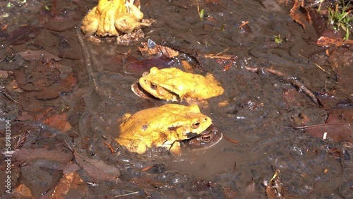 Japanese common toads in the process of mating. Toad spawn eggs are scattered in the shallow water. photo