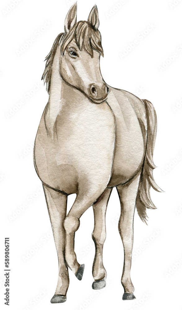 Watercolor hand drawn circus white horse on the white background. Horse illustration. Watercolor painting of a galloping horse. Perfect for greetings card, poster, invitation and party decoration.