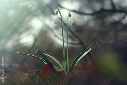 Flowers in the morning