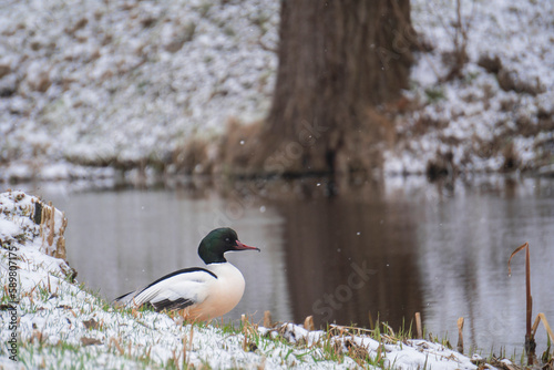 duck on the water