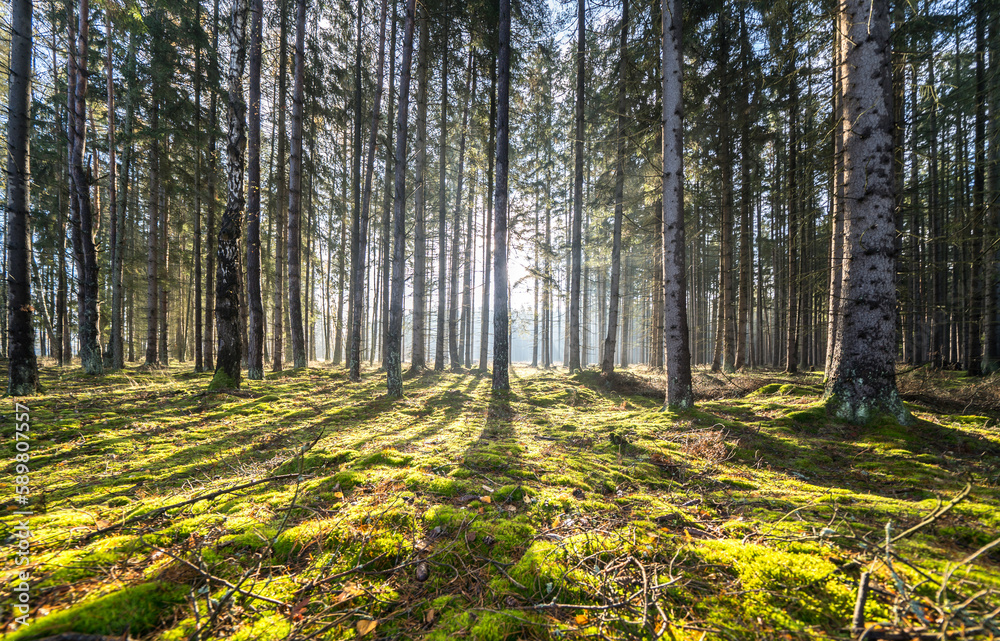 Sun rays in the forest