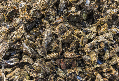 Oyster shells texture