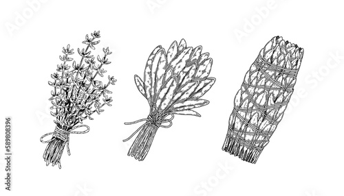 Herbal bunches. Set of hand drawn leaf seasonings. Vector illustration in sketch style.