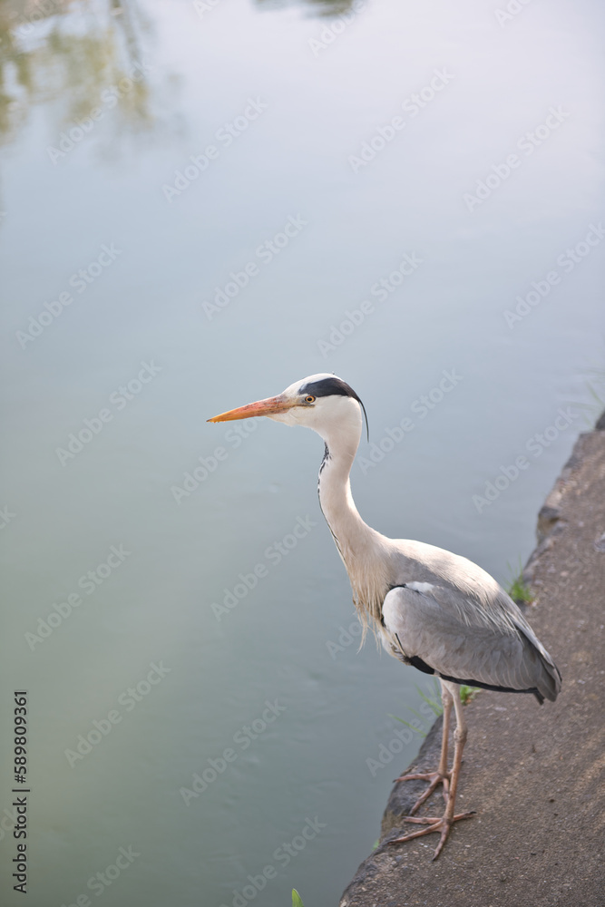 水辺に立つアオサギ