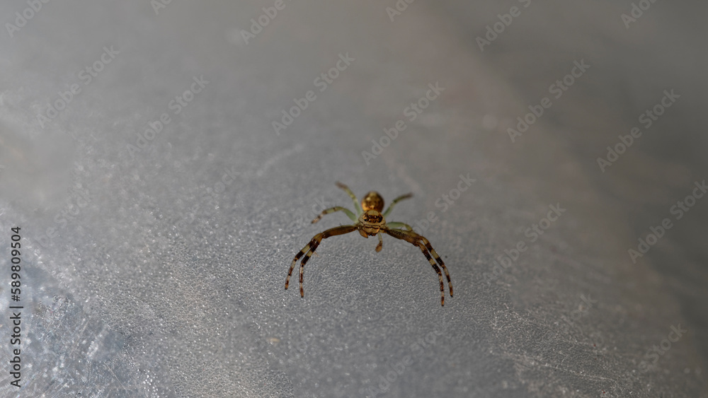 A crab spider is looking at the camera, it has the most beautiful eyes A crab spider is looking at the camera, it has the most beautiful eyes