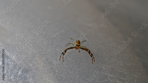 A crab spider is looking at the camera, it has the most beautiful eyes