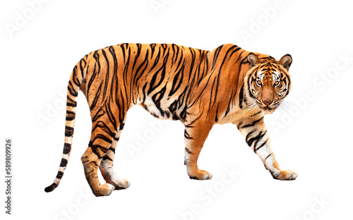 royal tiger (P. t. corbetti) isolated on on transparent background. png file. clipping path included. The tiger is staring at its prey. Hunter concept.