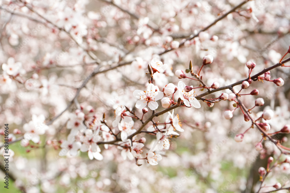 Beautiful blossoming branch outdoors, closeup Beautiful blossoming branch outdoors, closeup