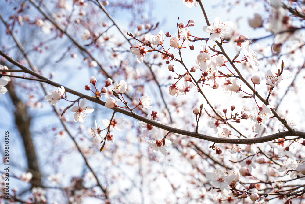 Beautiful blossoming branches outdoors, closeup Beautiful blossoming branches outdoors, closeup