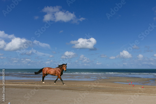 Image of a horse running on a beach with blue sky in background