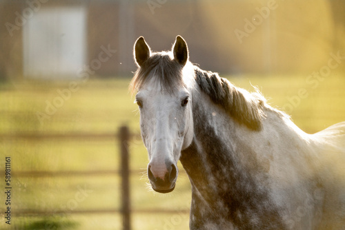 Fototapeta Naklejka Na Ścianę i Meble -  Grey sport horse in the pasture with beautiful back light