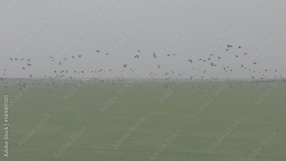 Flock of geese in flying, Branta ruficollis. Flight with wild birds, with sound. Beautiful birds during the migration. Wildlife birdwatching. Slow motion 120 fps video, ProRes, 10 bit, ungraded D-LOG Flock of geese in flying, Branta ruficollis. Flight with wild birds, with sound. Beautiful birds during the migration. Wildlife birdwatching. Slow motion 120 fps video, ProRes, 10 bit, ungraded D-LOG