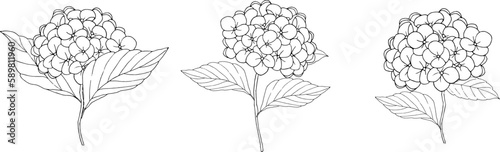 ペンで描いた紫陽花の線画イラスト