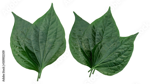 Green betel piper leaf on a white background.