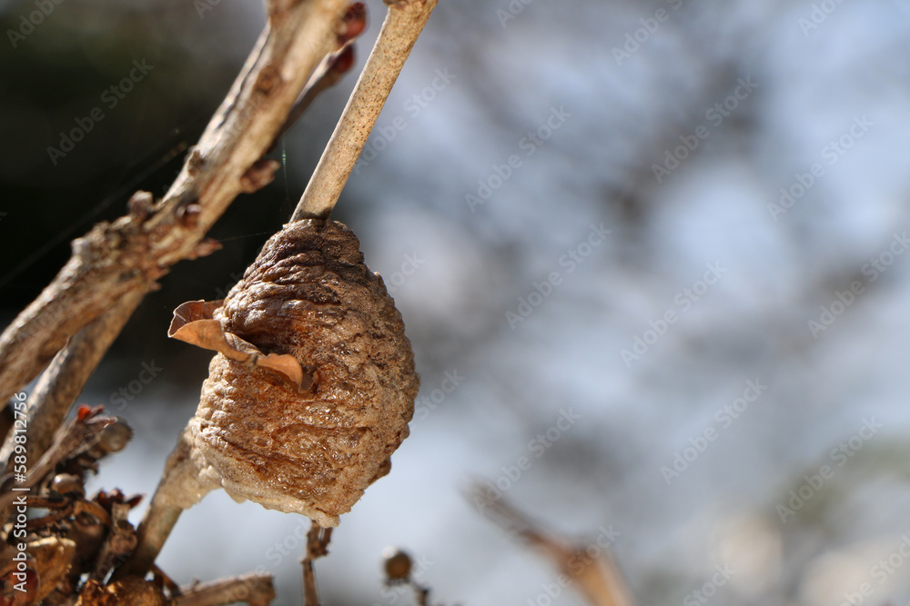Fototapeta premium 藤の枝に付いたカマキリの卵