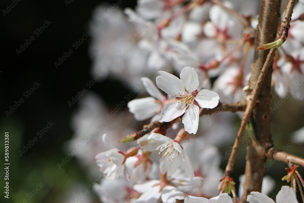 満開の桜の花