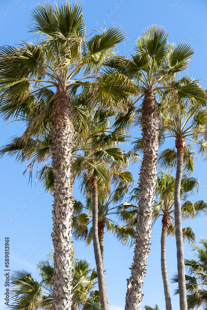 King palms with a blue sky background on the Santa Monica beach in California USA taken on February 5th 2023 King palms with a blue sky background on the Santa Monica beach in California USA taken on February 5th 2023