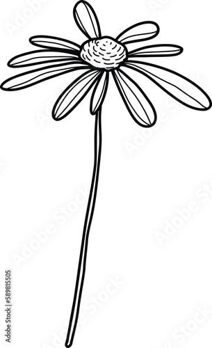 Summer meadow line art wildflowers, herbs and stems. Flowers and leaves.