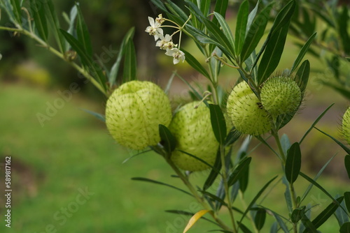 Gomphocarpus physocarpus, commonly known as hairy balls, balloonplant, balloon cotton-bush, bishop's balls photo