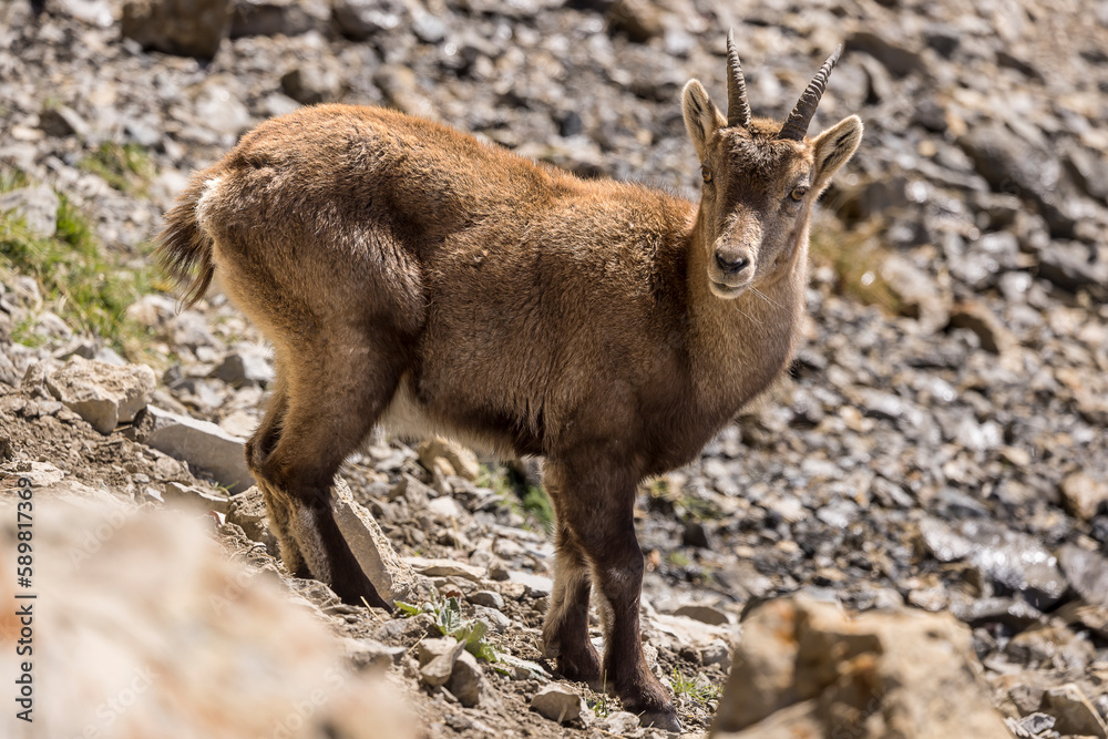 Young Alpine ibex in the South Vercors, France Young Alpine ibex in the South Vercors, France