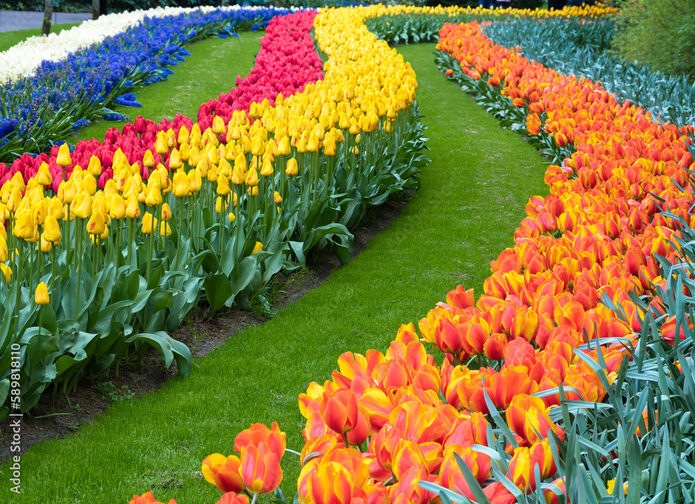 Φωτογραφία Leading lines of colorful blooming tulips in the park Keukenhof in the Netherlan