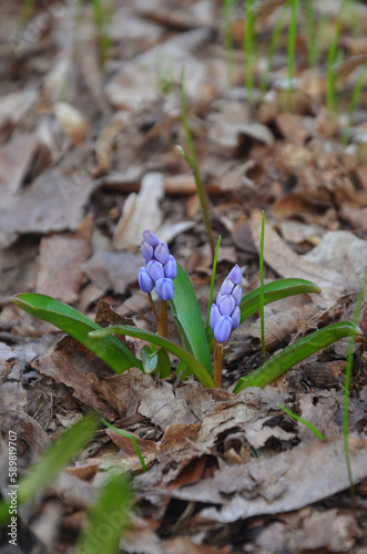  Buds of blue snowdrops Scilla Siberica  Spring Beauty  grow from under an old fallen leaves. Spring awakening of nature  gardening concept .Free copy space.