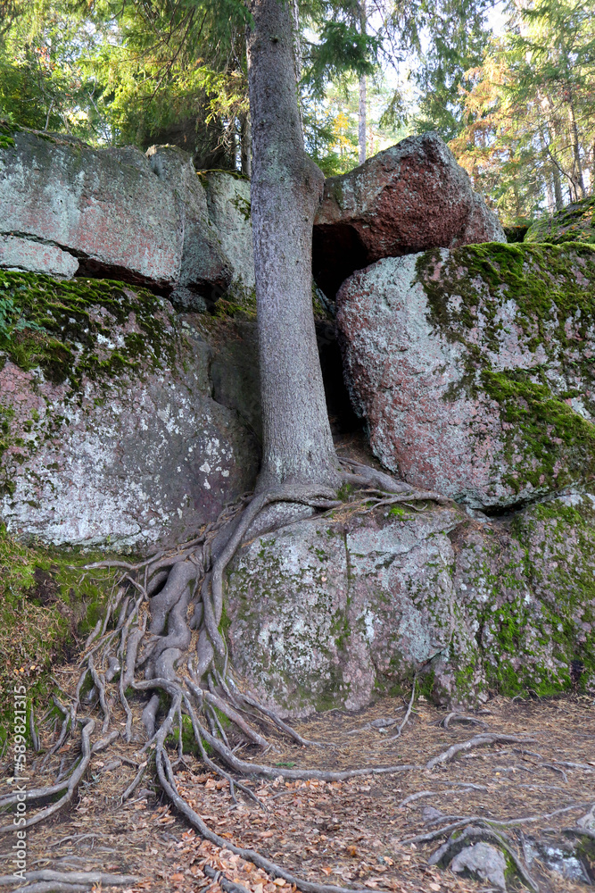 Trees and rocks in the Monrepos natural park near the city of Vyborg, Russia. Bright autumn landscapes of unique northern nature. Trees and rocks in the Monrepos natural park near the city of Vyborg, Russia. Bright autumn landscapes of unique northern nature.