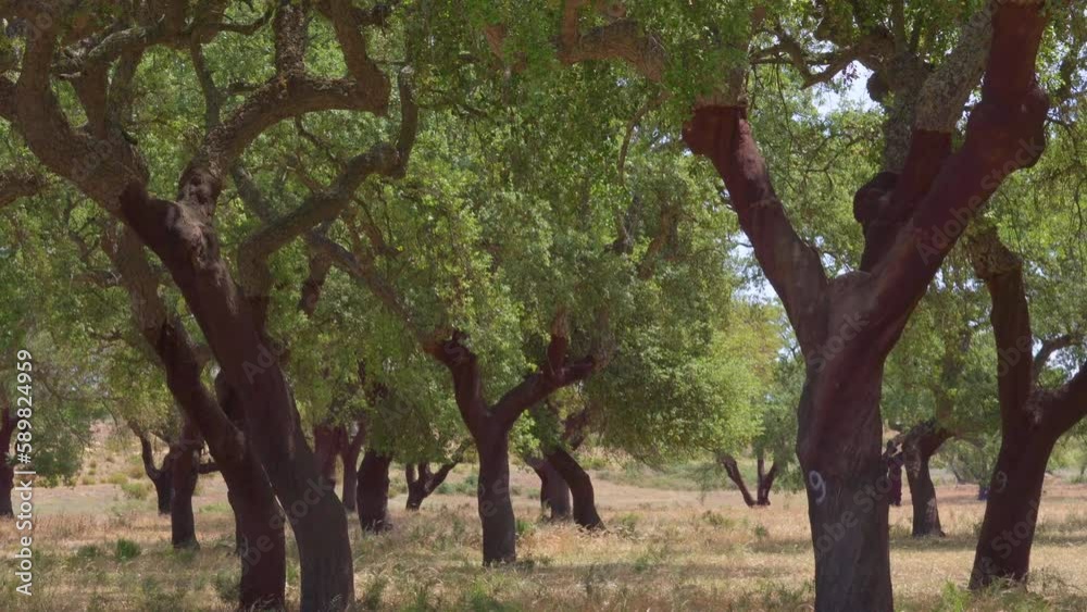 Cork tree garden (cork oak) is a long-standing business in parts of Portugal, slow motion panoramic video on a sunny summer day.