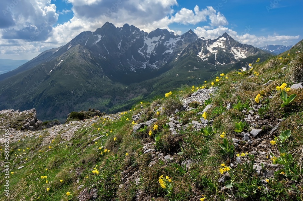 Mountain meadow with spring yellow primrose flowers, in the background the High Tatras mountains. Spring hiking, healthy lifestyle.