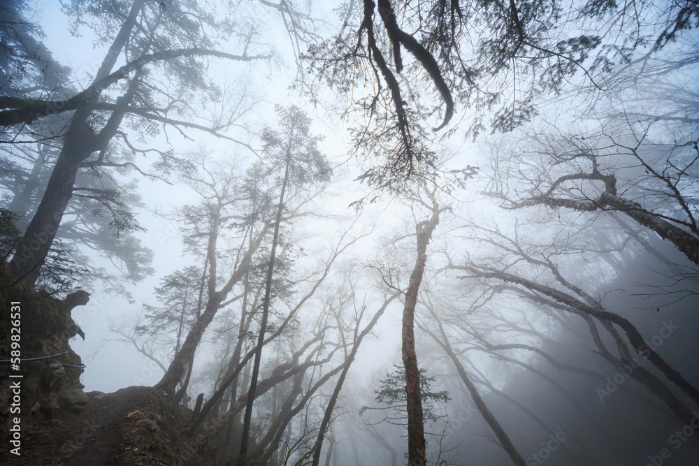 Forest in the mountains after the rain. Himalayas. Nepal Forest in the mountains after the rain. Himalayas. Nepal