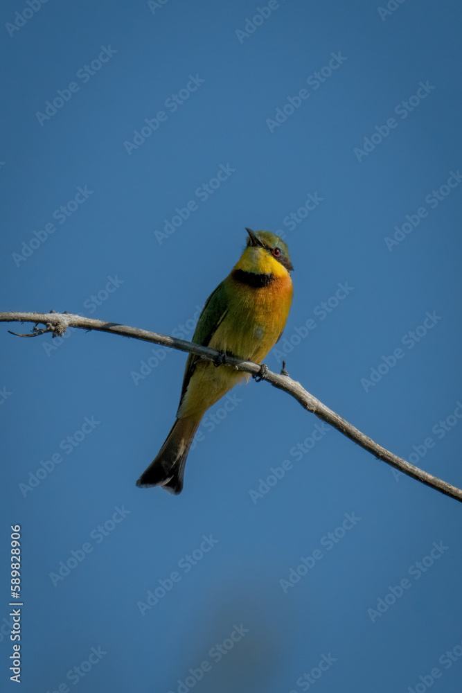 Obraz premium Little bee-eater with catchlight under blue sky