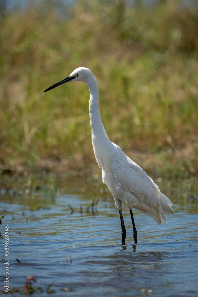 Little egret stands in shallows leaning forward Little egret stands in shallows leaning forward