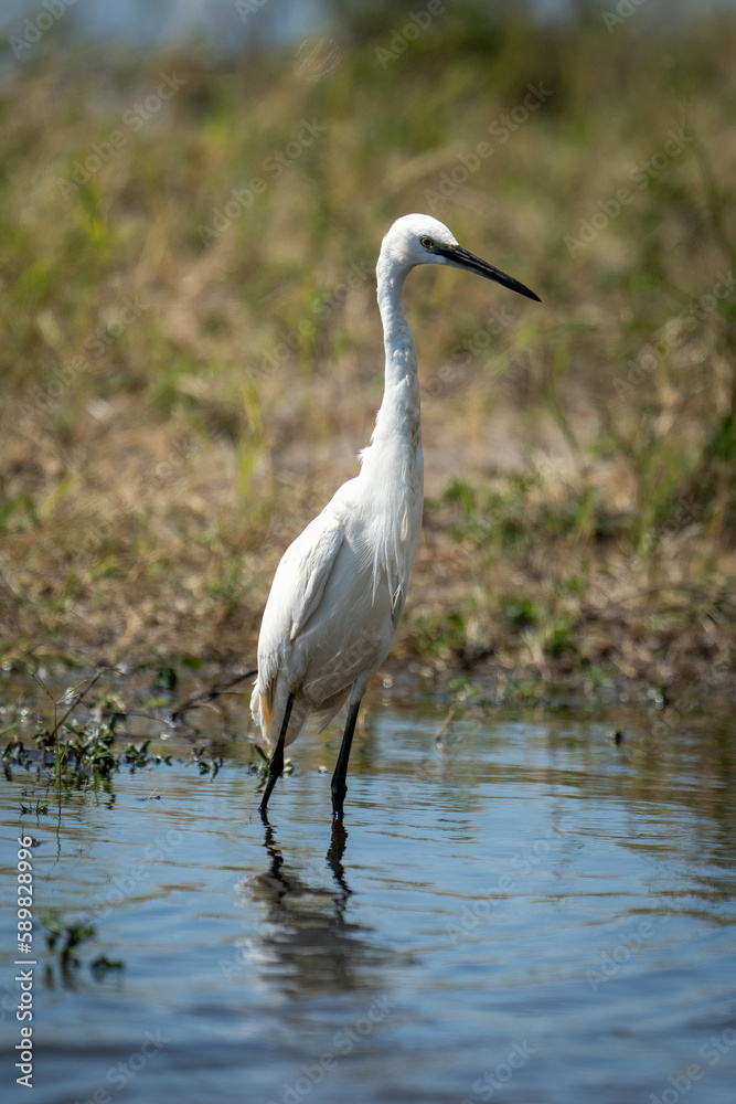 Little egret stands in shallows stretching neck Little egret stands in shallows stretching neck