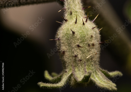 Thorns on the back of an eggplant flower