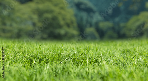 芝、草むらのローアングル 背景に初夏の山の自然の風景 ゴールデンウィーク・連休・祝日・旅行・観光のイメージ背景壁紙
