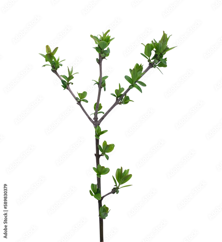 the first leaves on the tree with the arrival of spring on a transparent background