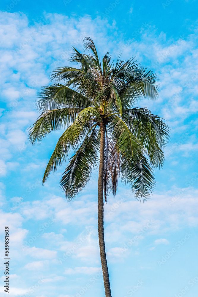 Obraz premium A palm tree on the beach