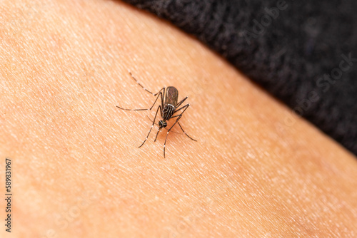 Mosquito on human skin during summer months