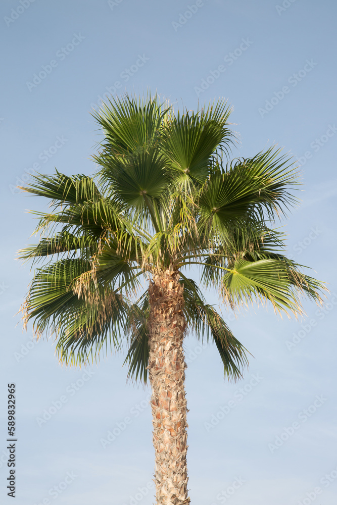 Palm Tree against Blue Sky Background
