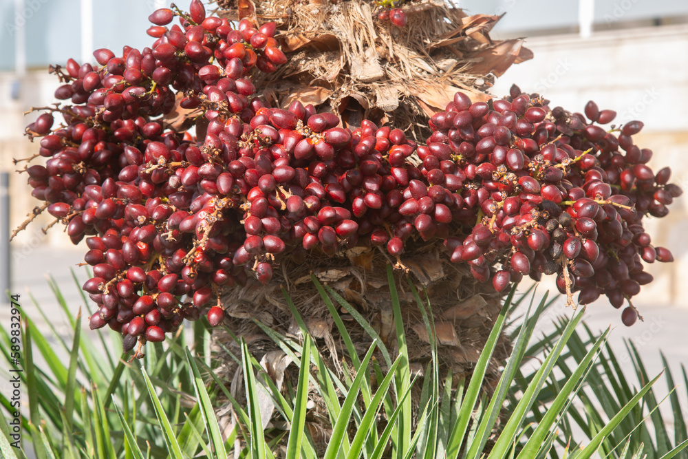 Closeup of Palm Tree Fruit Background