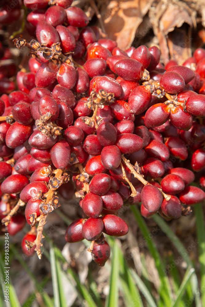 Closeup Detail of Palm Tree Fruit with Leaves Background