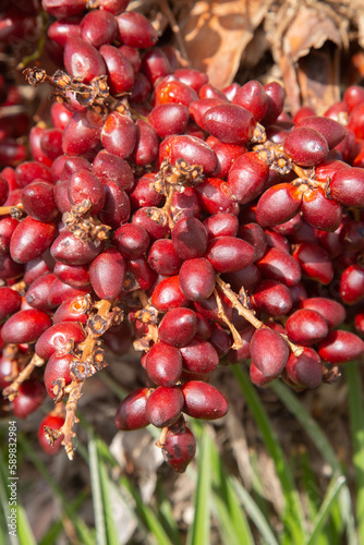 Obraz na płótnie Closeup Detail of Palm Tree Fruit with Leaves Background w salonie