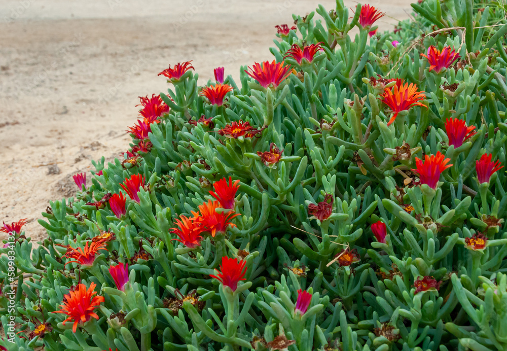 Fototapeta premium (Malephora crocea) groundcover ornamental plant with red flowers near a hotel in Marsa Alama, Egypt